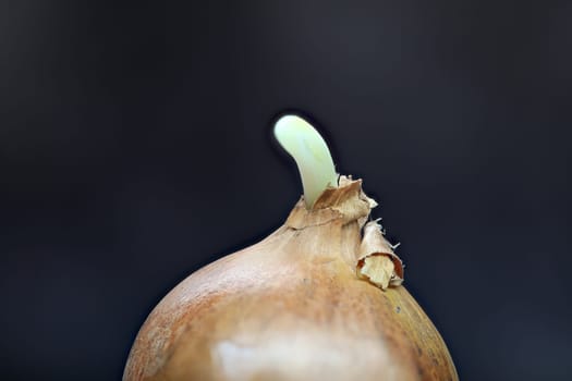 Berminating raw onion with outline in close up