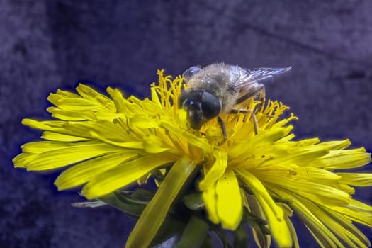 honeybee on a dandelon blossom in close up