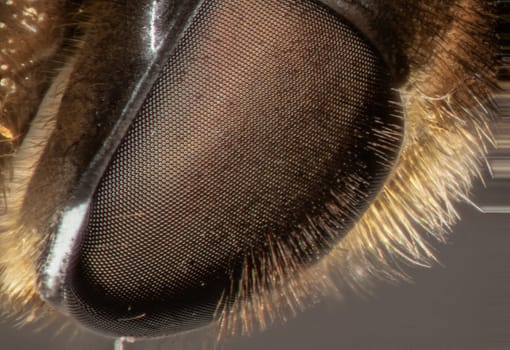 honeybee complex eyes under the microscope