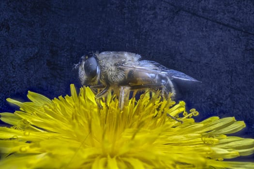 honeybee on a dandelon blossom in close up