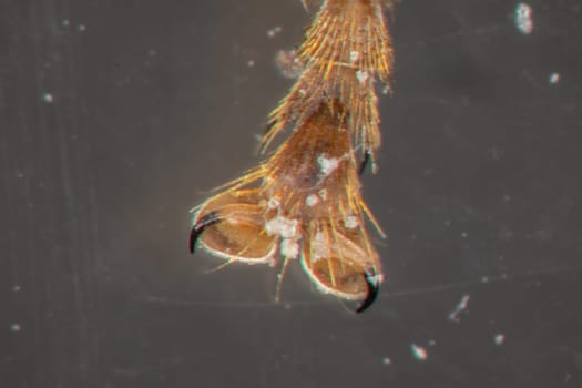 honeybee leg with claw under the microscope