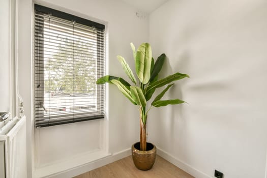 A tall plant positioned in a bright, minimalistic room with natural lighting and a stylish pot, offering a fresh and calming atmosphere.