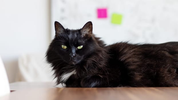 A curious black cat with striking green eyes is comfortably laying on a table, enjoying a sunny spot by the window