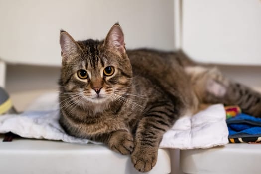 A fluffy cat is comfortably lying on a soft white blanket and curiously looking directly at the camera, capturing this adorable moment