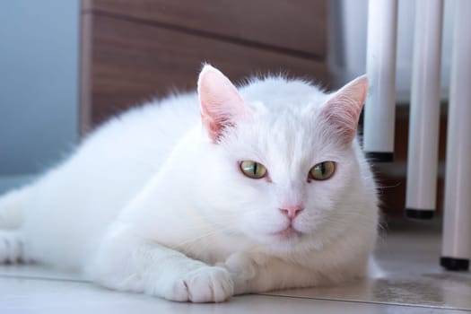 A fluffy white cat with striking green eyes is comfortably laying on the floor, enjoying a moment of relaxation and tranquility
