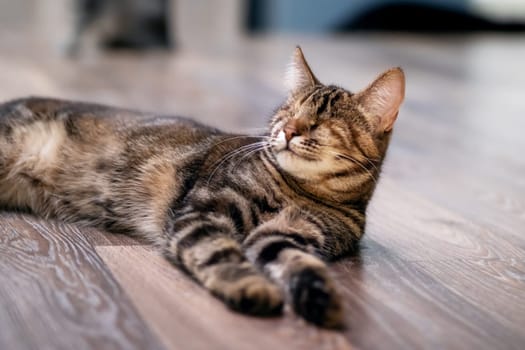 A small, adorable cat is comfortably laying on the floor with its eyes gently closed, enjoying a peaceful moment in its cozy surroundings