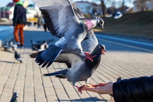 A person is gently feeding two beautiful pigeons from their open hand in a peaceful setting, enjoying a moment of connection with these charming birds