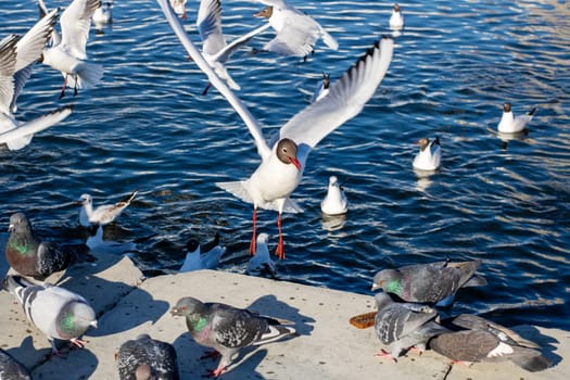 A large flock of seagulls is gathered on the sunny shoreline of a beautiful body of water, creating a picturesque scene of nature