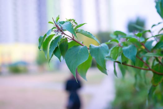 This is a closeup view of a vibrant tree branch adorned with lush green leaves, capturing the beauty of natures foliage