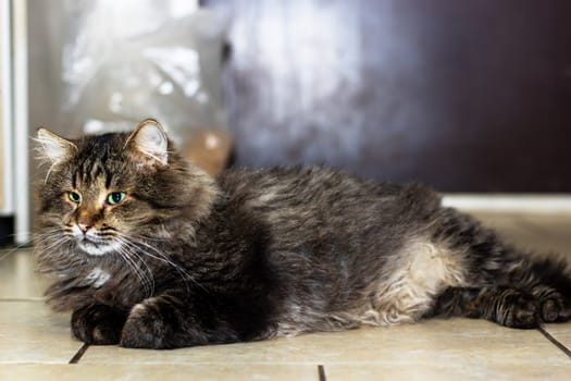 A fluffy, soft cat with striking blue eyes is comfortably laying on the floor, enjoying its cozy surroundings and resting peacefully