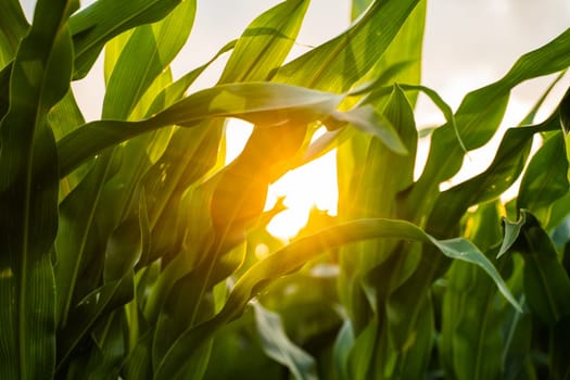Sun rays break through the leaves of an unripe corn plant in an agricultural field during sunset