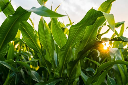 Sun rays break through the leaves of an unripe corn plant in an agricultural field during sunset