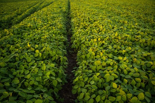 Soybean plant growing in agricultural field during sunset