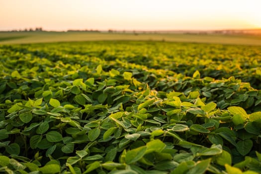 Soybean plant growing in agricultural field during sunset