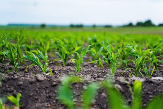Fresh green sprouts of maize in spring on the field, soft focus. Growing young green corn seedling sprouts in cultivated agricultural farm field. Agricultural scene with corn's sprouts in soil.