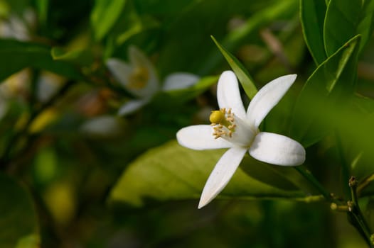In a sunlit garden, delicate white flowers bloom amid rich green leaves, embodying the freshness and beauty of spring. Nature's vibrant colors enhance the tranquil atmosphere.