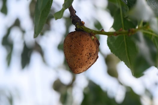 A close-up of a single almond clinging to the branch of a lush tree in a serene orchard, basking in the warm sunlight on a clear afternoon, surrounded by vibrant greenery.