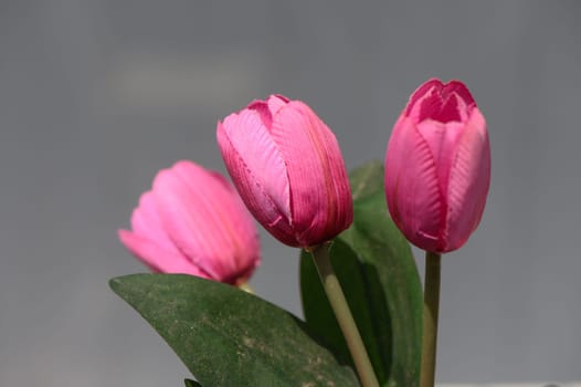 Three stunning pink tulips stand elegantly, showcasing their vibrant petals and lush green leaves, capturing a moment of floral beauty in a serene indoor setting.