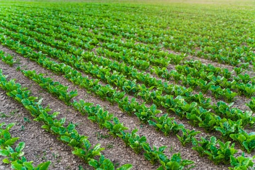 Beetroot plant seedlings in fertile soil on agricultural field. Rows of sugar beets in the field