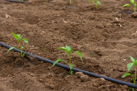 Freshly planted seedlings rise from rich, dark earth in a sunlit field. Carefully arranged rows show promise for future growth and abundance. Nature transforms with gentle care and nurture.