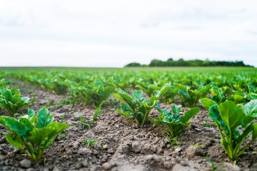 Rows of sugar beets in the field. Rows of green beetroots leaves