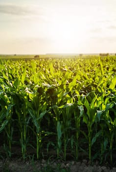 Corn plant in an agricultural field during sunset