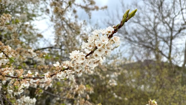 White Cherry Blossom Branch in Full Bloom During Springtime. Close-up of a blossoming tree branch with delicate white flowers and green buds in spring, natural background with soft focus.