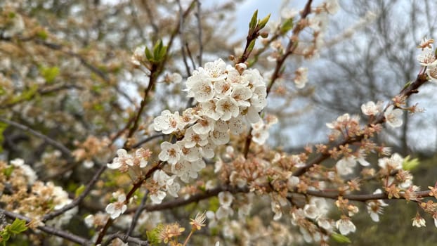 Spring cherry blossom branch with new buds and soft sky background. White cherry flowers in bloom with fresh green buds on a branch. Macro photo on soft natural background in springtime.