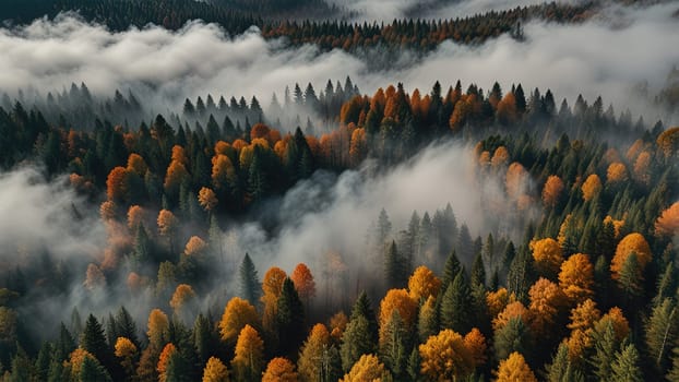 The image shows a colorful autumn forest with a dense fog from above. The trees are in various shades of yellow, orange, and red, and the fog gives the scene a mysterious and ethereal feel.