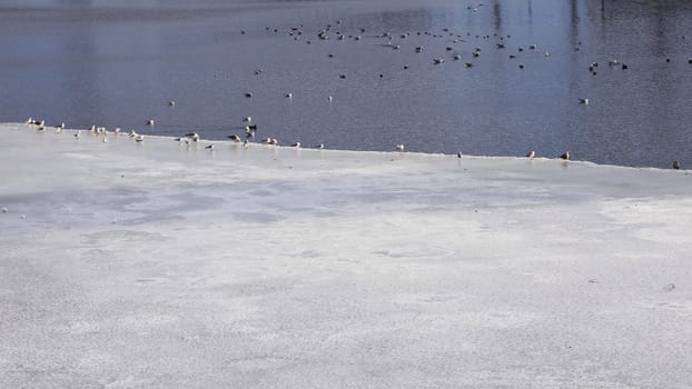 Birds on a melted section of ice on a reservoir.