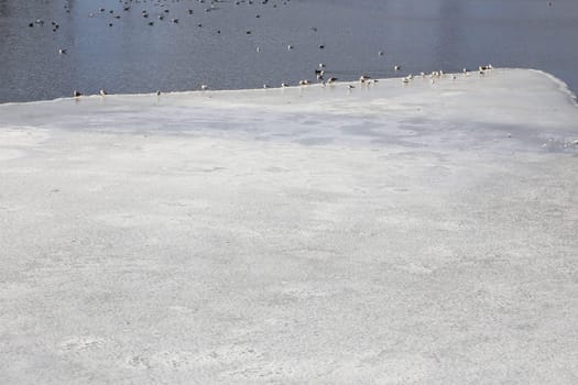 Birds on melted water next to ice. The river began to melt.