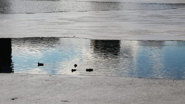 A melted patch of ice on the river, birds and ducks are swimming there.