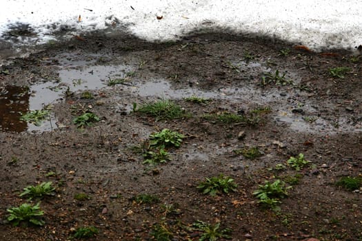The border between snow and thawed soil, with green, young grass...