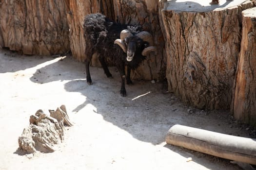 A black ram with large horns stands by a tree