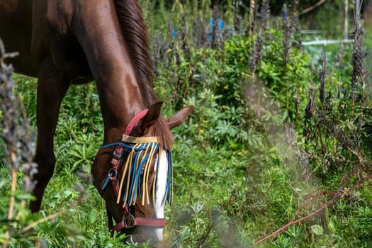 Horse wearing a colorful fly mask grazes peacefully in a vibrant green field. The protective mask keeps flies away, ensuring the horse remains comfortable and undisturbed.