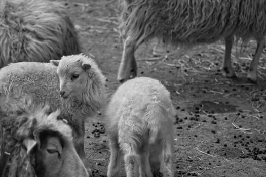 In black and white, young lambs stand close together on sandy ground. Fluffy fur and an innocent look. A cute motif for nature and animal photography.