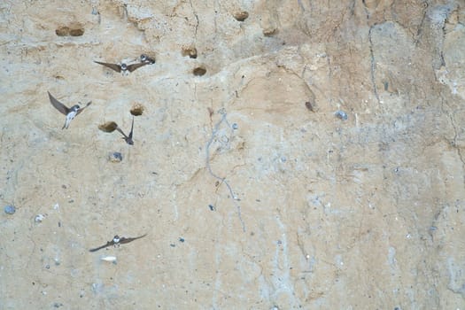 Sand martins fly in front of a sandy cliff face with breeding burrows. Dynamic nature scene, ideal for subjects such as birds, habitat and wildlife photography!