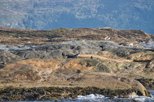 Rocky coastline with lush green hills, framed by wooded mountains in the background. An idyllic, unspoiled landscape for nature and travel inspiration.