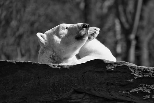 In black and white, a relaxed polar bear lies on a rock, raising a paw in the air, surrounded by a natural background with blurred trees. Perfect for animal and nature themes.