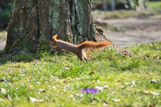 Red squirrel jumps in the sunlight on a green meadow in front of a tree trunk. Spring-like nature mood with bright colors.