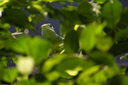 Green iguana, half hidden between tropical leaves. Perfectly captured, the picture shows the natural camouflage and calmness of the reptile.