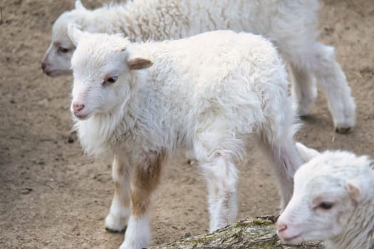 Young lambs stand close together on sandy ground. Fluffy fur and an innocent look. A cute motif for nature and animal photography.