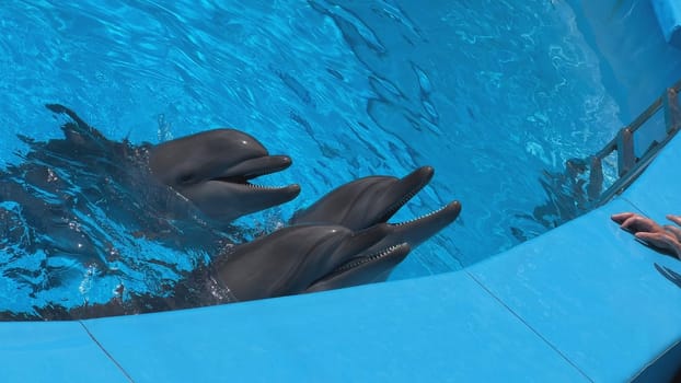 Three dolphins are waiting for food at the edge of a pool