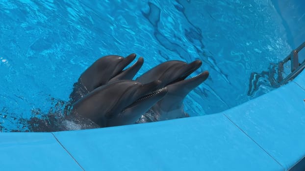 Three dolphins are surfacing in a blue pool, waiting for food