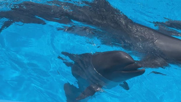 Two dolphins swimming and playing in a blue water pool