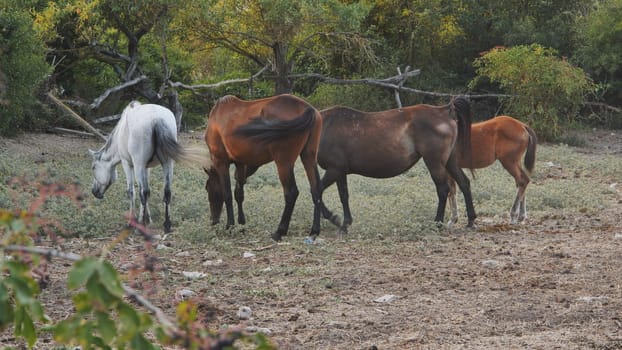 Grazing horses, young foal included, roaming grassy meadow under soft sunlight during peaceful countryside scene