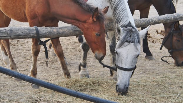 Horses and foals eating hay behind a wooden fence in Crimea, near the town of Belogorsk
