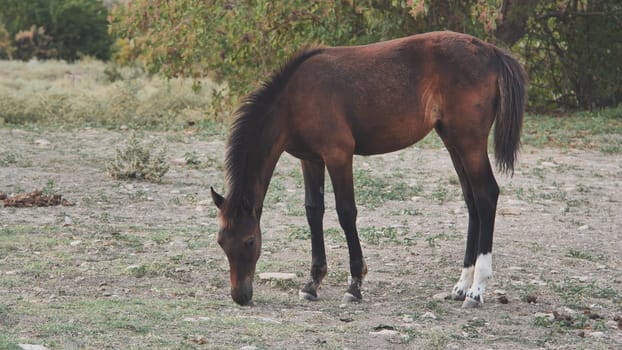 Horse grazing in a field in Crimea, near the town of Belogorsk