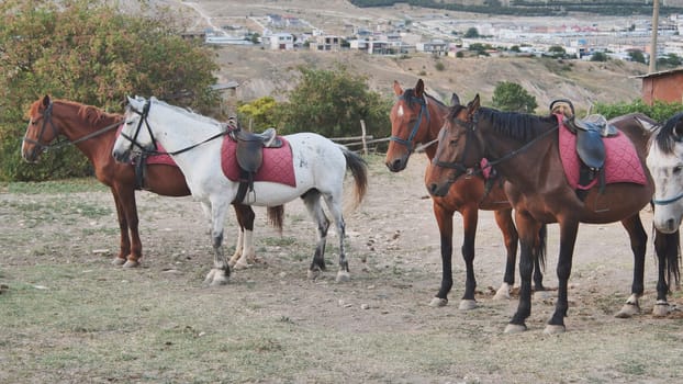 Horses with riding gear standing together near wooden stable, waiting in grassy pasture before equestrian experience