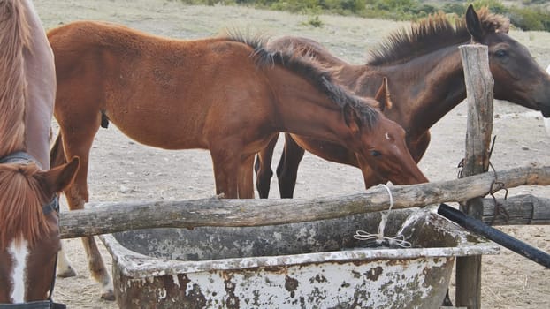 Group of horses drinking fresh water from an old concrete trough in Crimea
